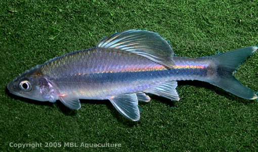 Cyprinella leedsi, Bannerfin shiner