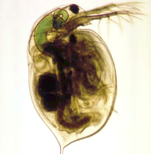 Daphnia magna