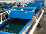 Mysid Grow-Out System
