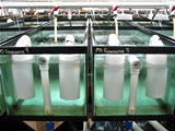 Americamysis Generators